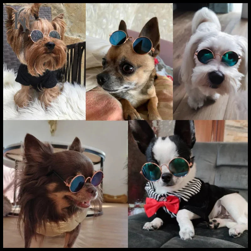 Eye-Wear Sunglasses Photos Props Pet