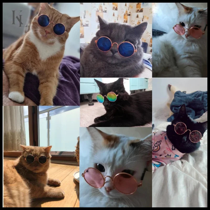 Eye-Wear Sunglasses Photos Props Pet